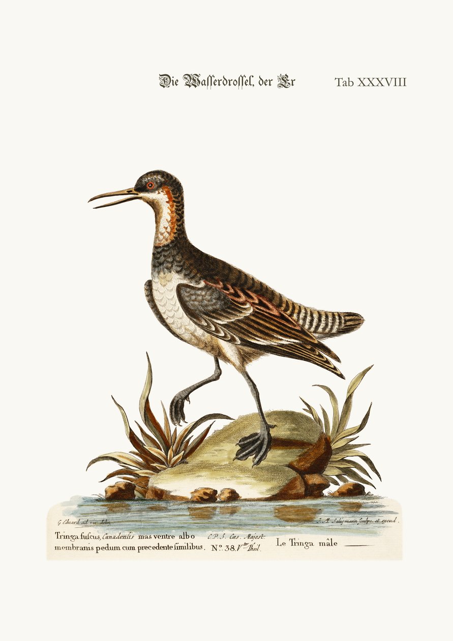 A Tringa Coot-footed do galo, 1749-73 de George Edwards