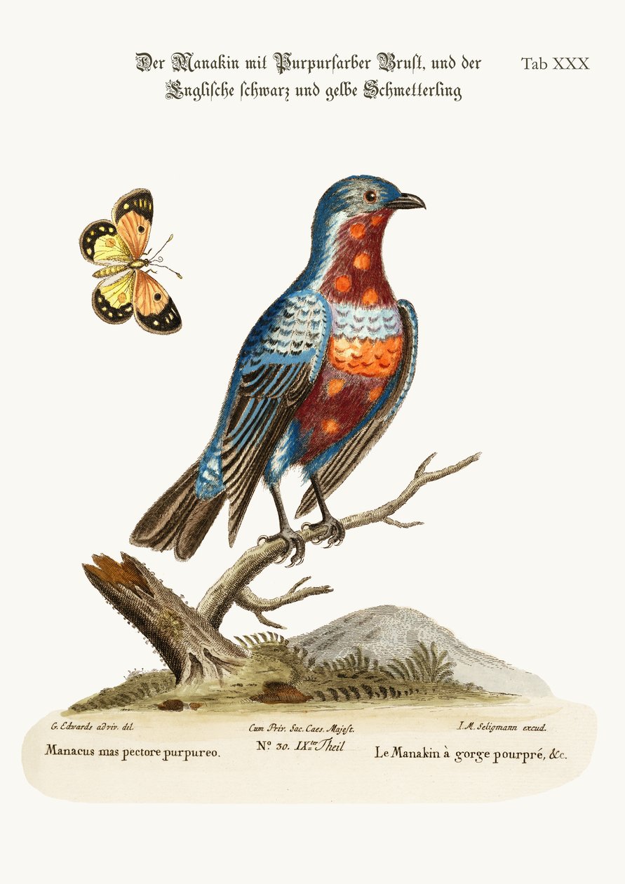 O Galo Roxo-breasted Manakin, 1749-73 de George Edwards