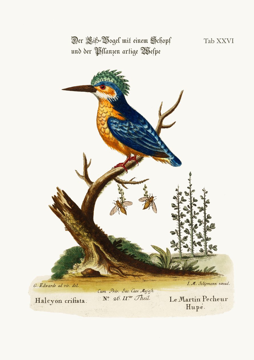O Martim-pescador Crested, 1749-73 de George Edwards