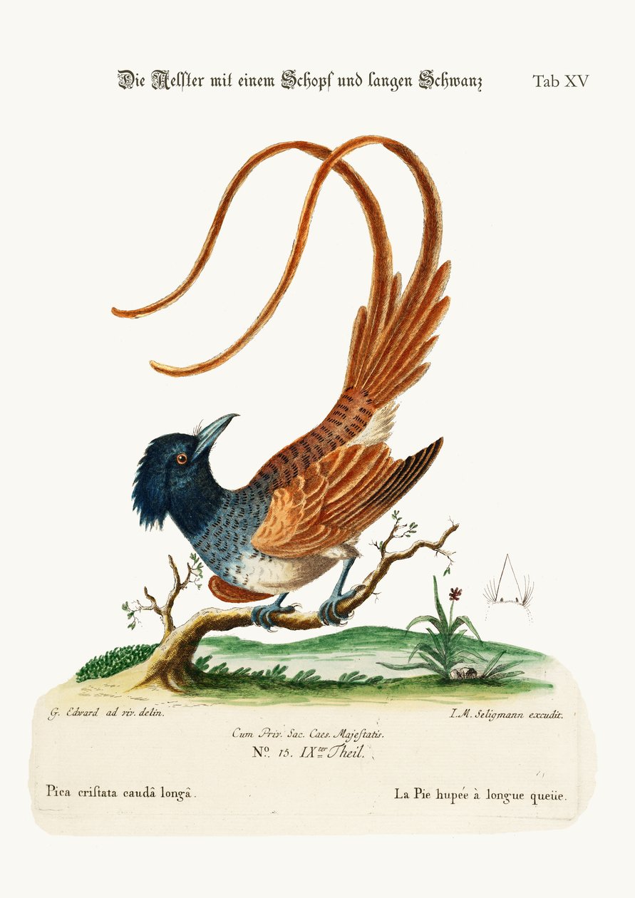 O Pedaço de Cauda Longa de Crista, 1749-73 de George Edwards
