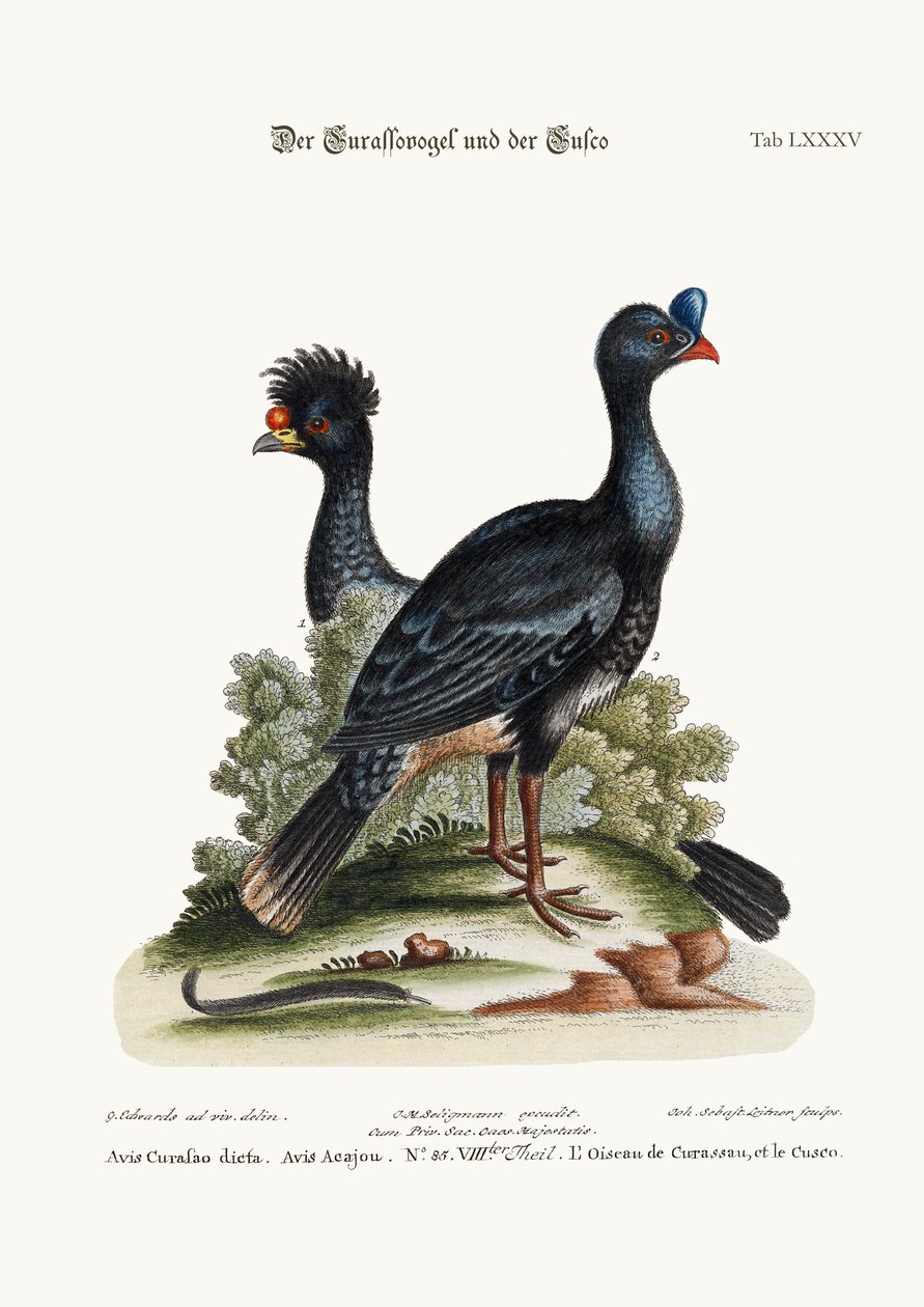 O Curasso-Bird e o Cushew-Bird, 1749-73 de George Edwards