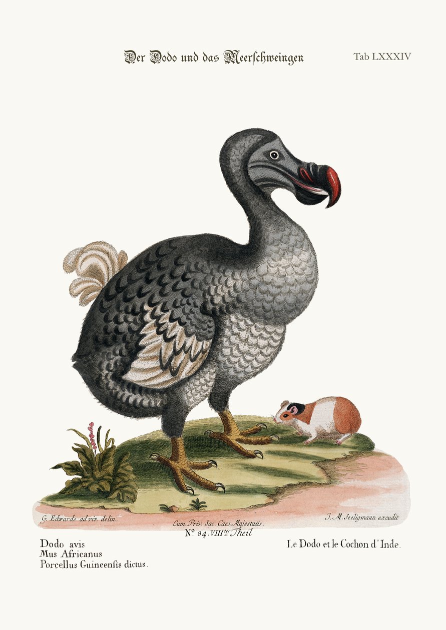 O Dodo e o Porco Guiney, 1749-73 de George Edwards