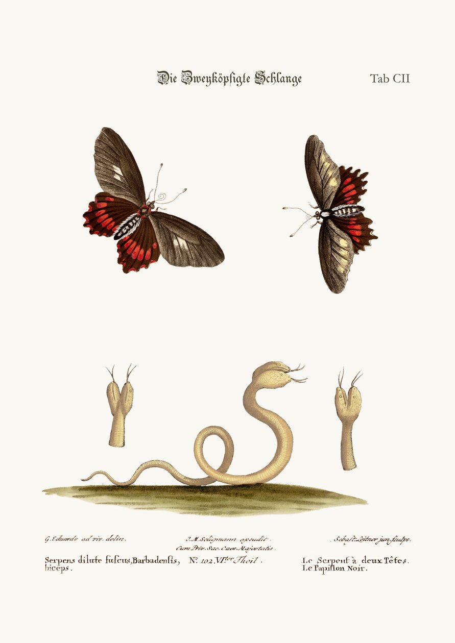 A Cobra De Duas Cabeças. As Borboletas Negras, 1749-73 de George Edwards