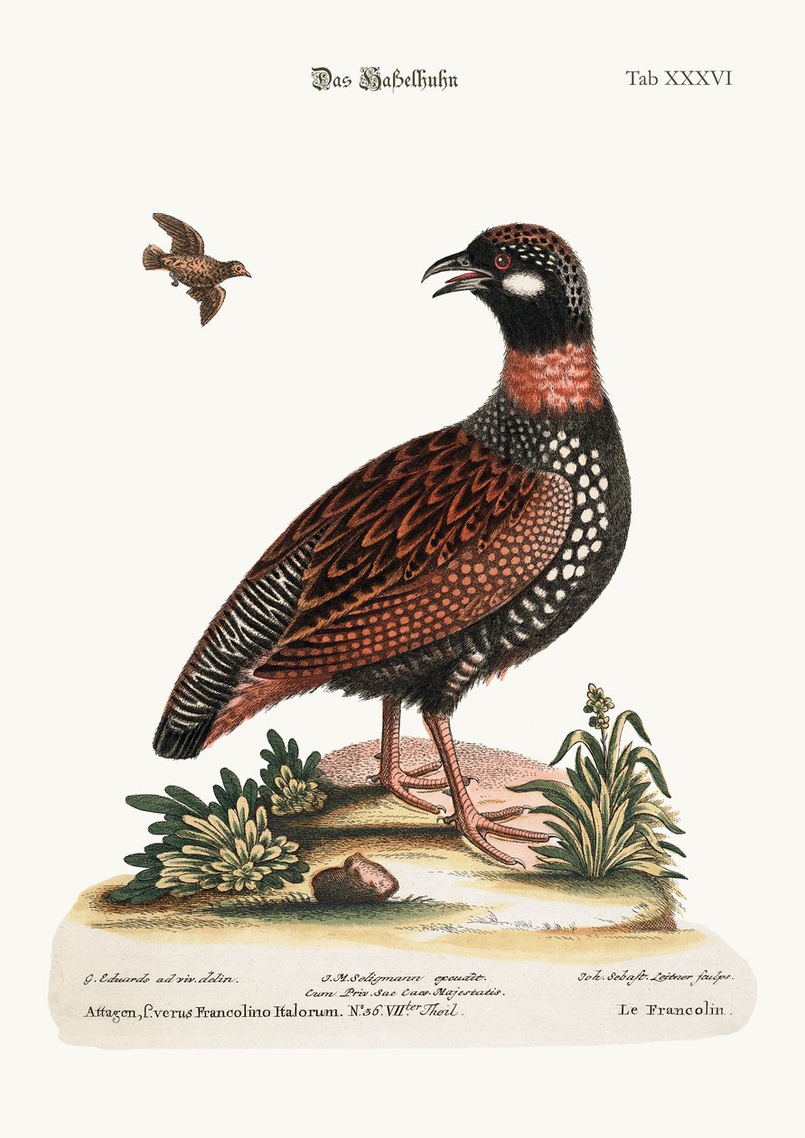 O Francolin, 1749-73 de George Edwards