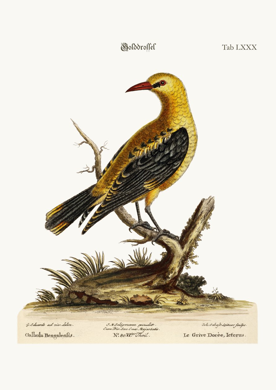 O tordo dourado, 1749-73 de George Edwards