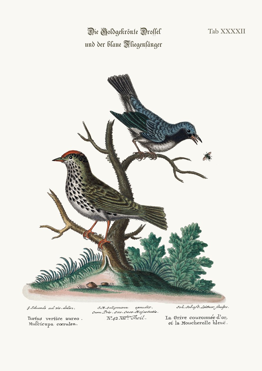 O tordo-de-coroa-dourada e o papa-moscas azul, 1749-73 de George Edwards