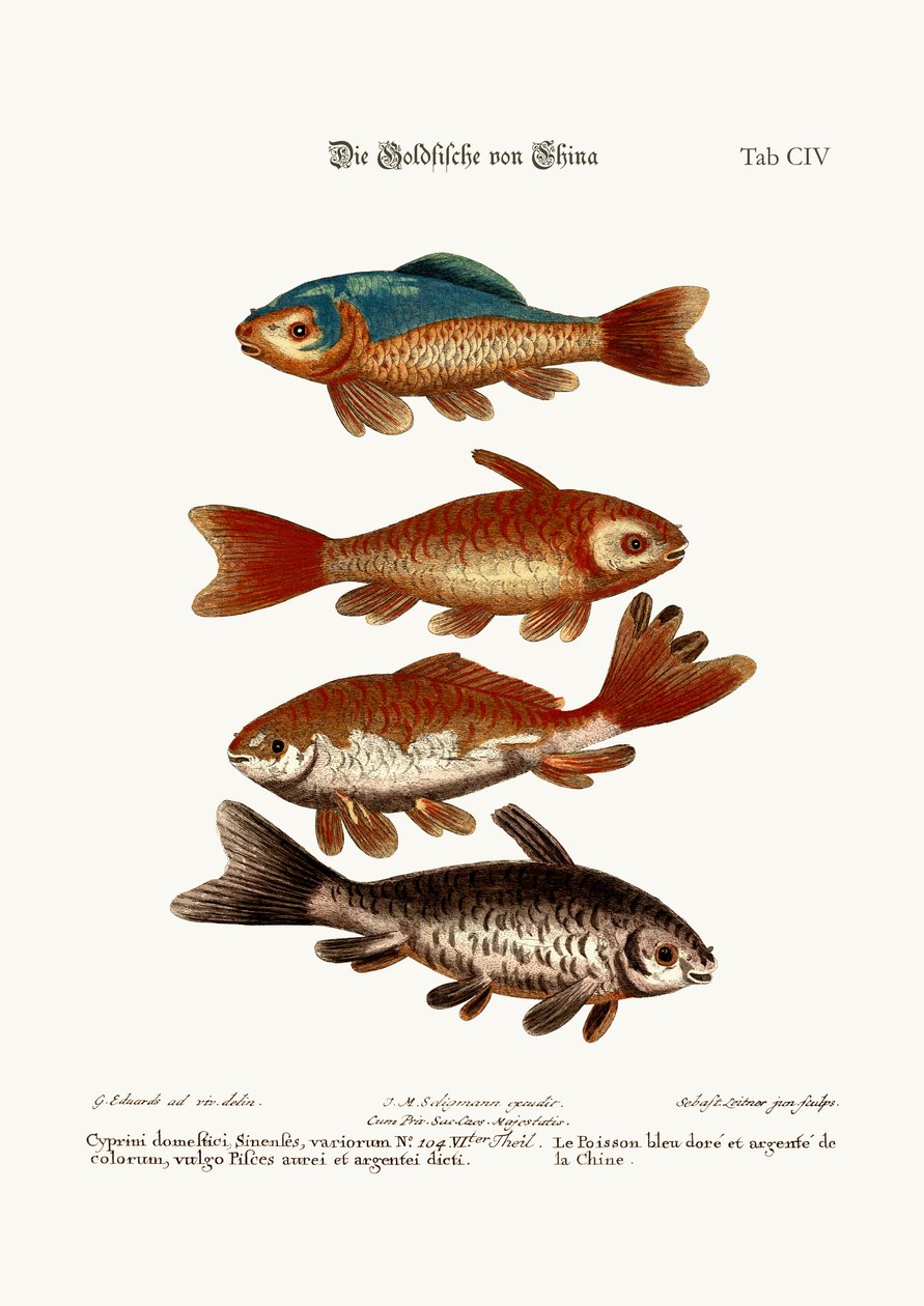 O Peixinho Dourado da China, 1749-73 de George Edwards