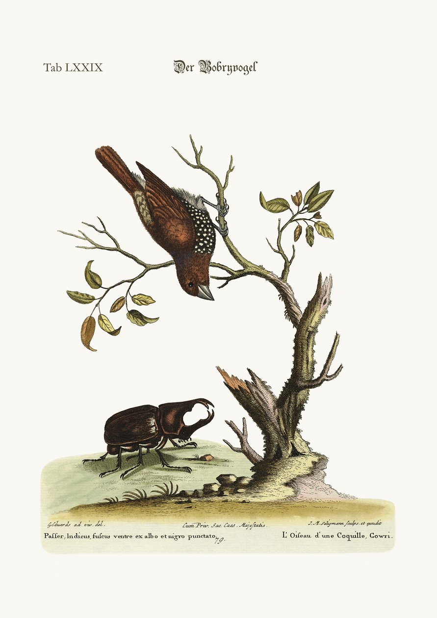 O pássaro de Gowry, 1749-73 de George Edwards