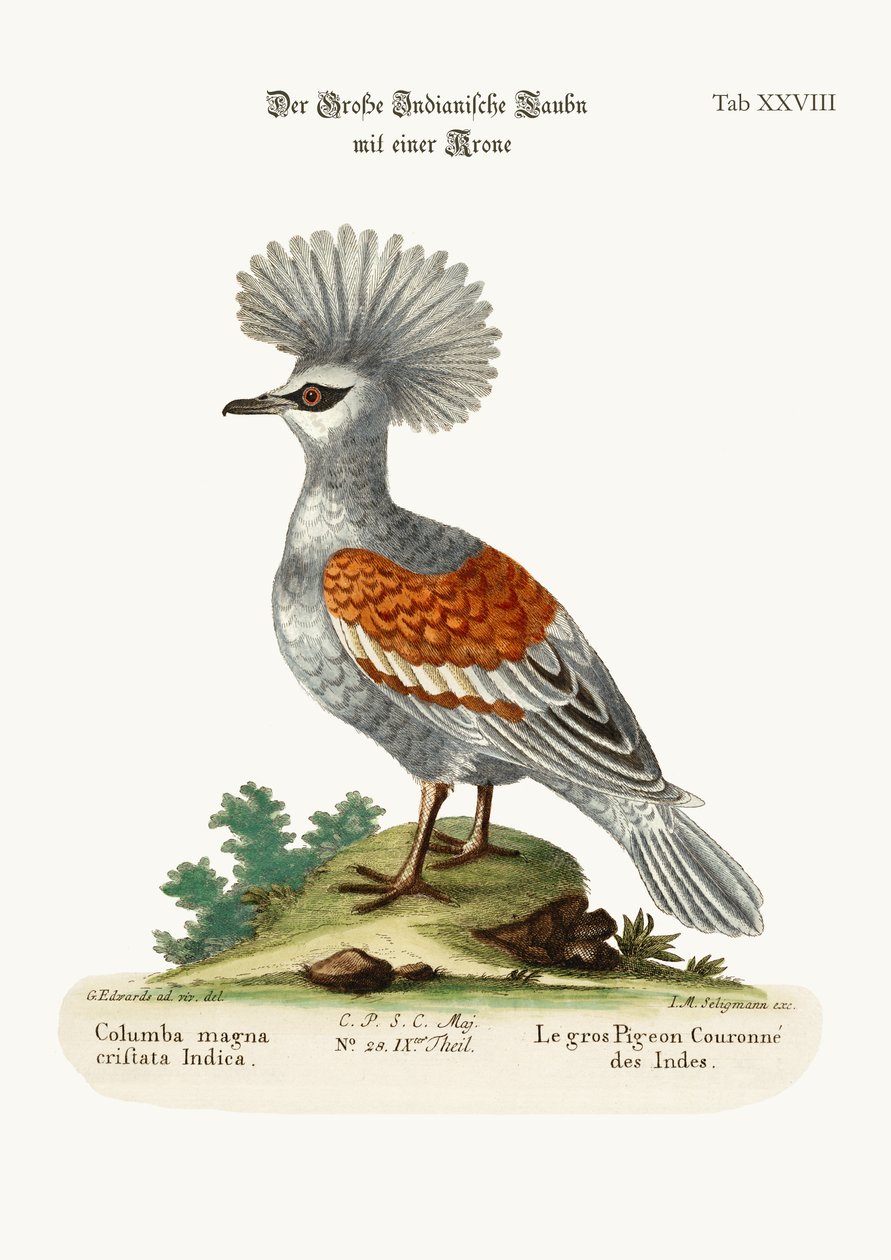 O Grande Pombo Indígena Coroado, 1749-73 de George Edwards