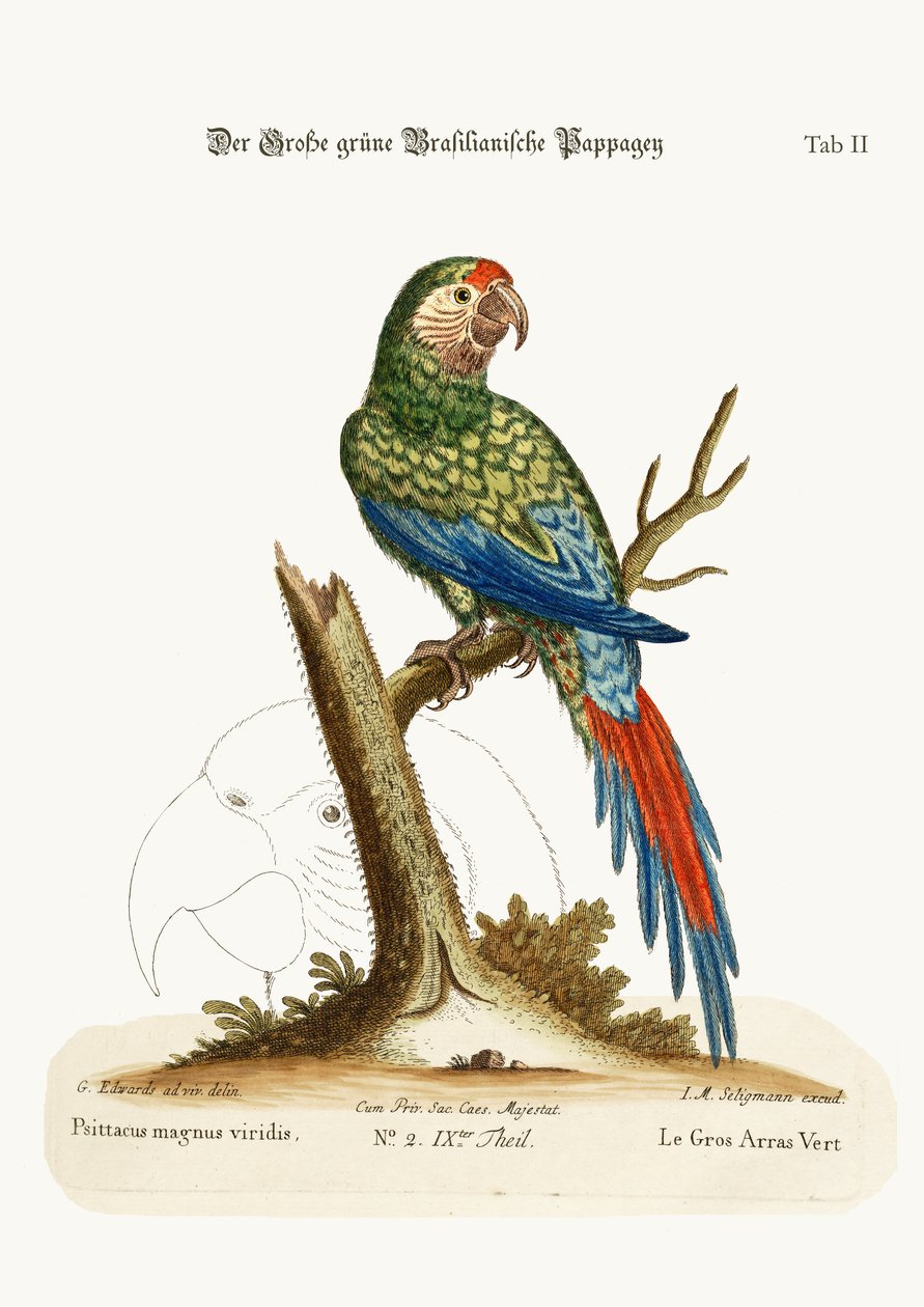 O Grande Macaca Verde, 1749-73 de George Edwards