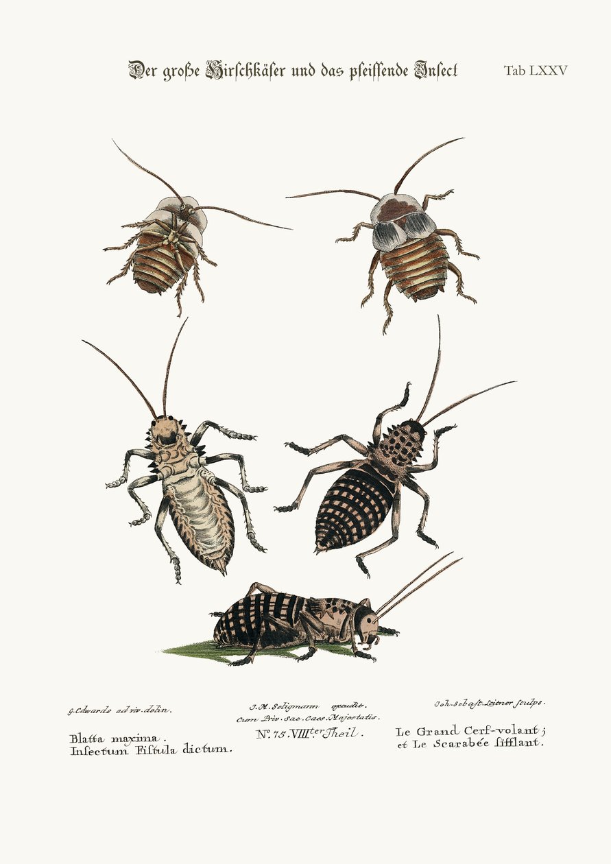A Barata Maior e o Inseto do Apito, 1749-73 de George Edwards
