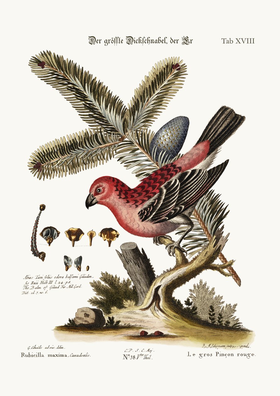 O Maior Bulfinch-Cock, 1749-73 de George Edwards