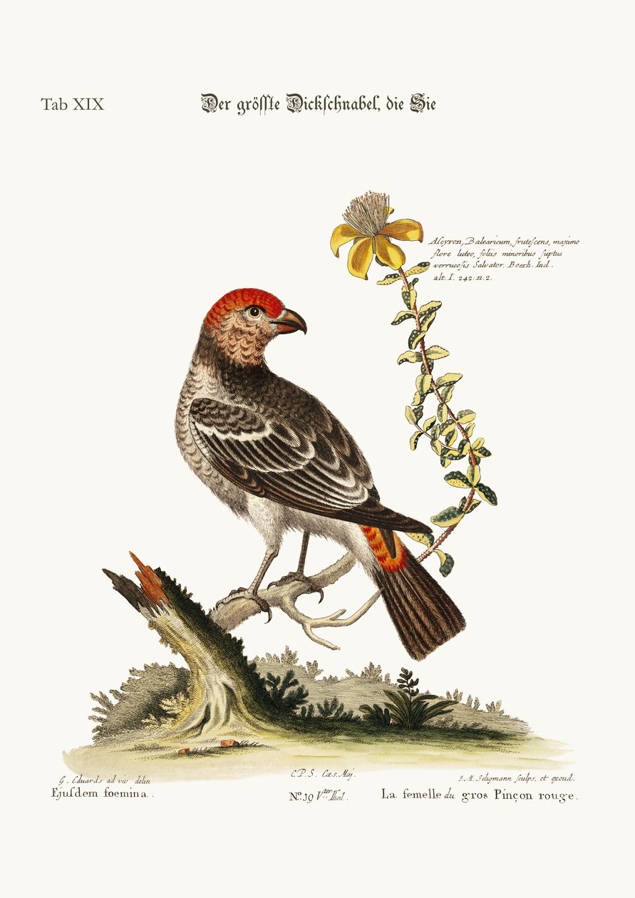 O Maior Bulfinch-Hen, 1749-73 de George Edwards