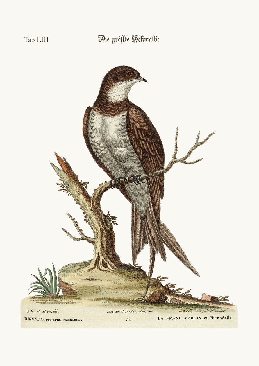 O Maior Martin ou Swift, 1749-73 de George Edwards