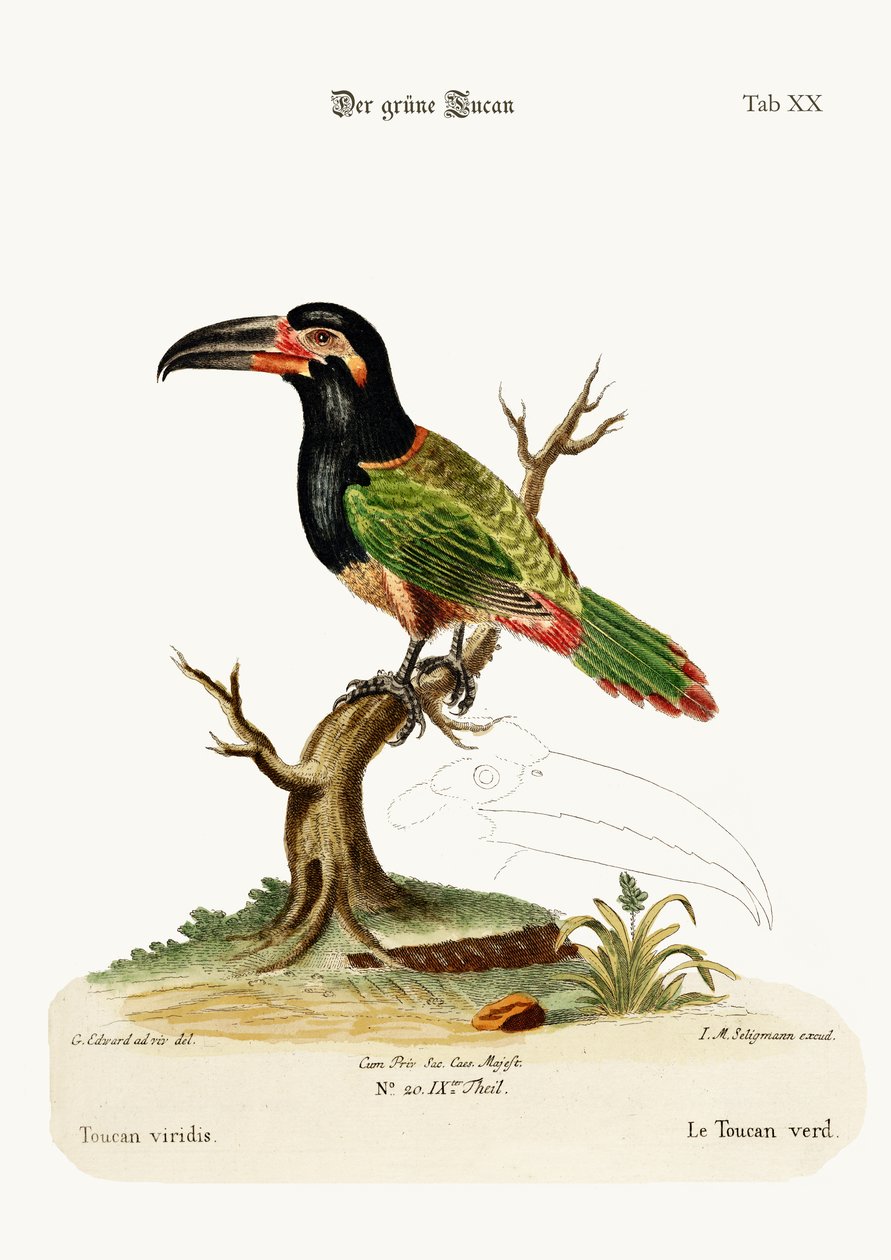 O Tucano Verde, 1749-73 de George Edwards
