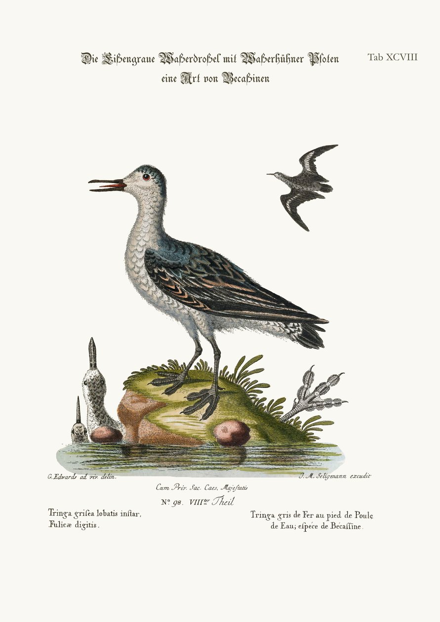A Tringa Coot-footed cinza, 1749-73 de George Edwards