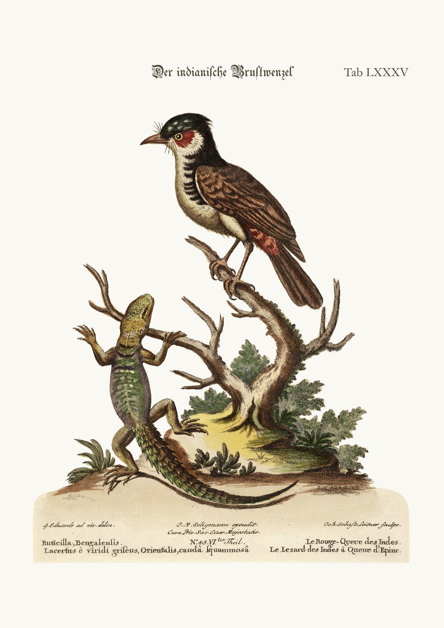 O Redstart indiano. O lagarto indiano de cauda espinhosa, 1749-73 de George Edwards