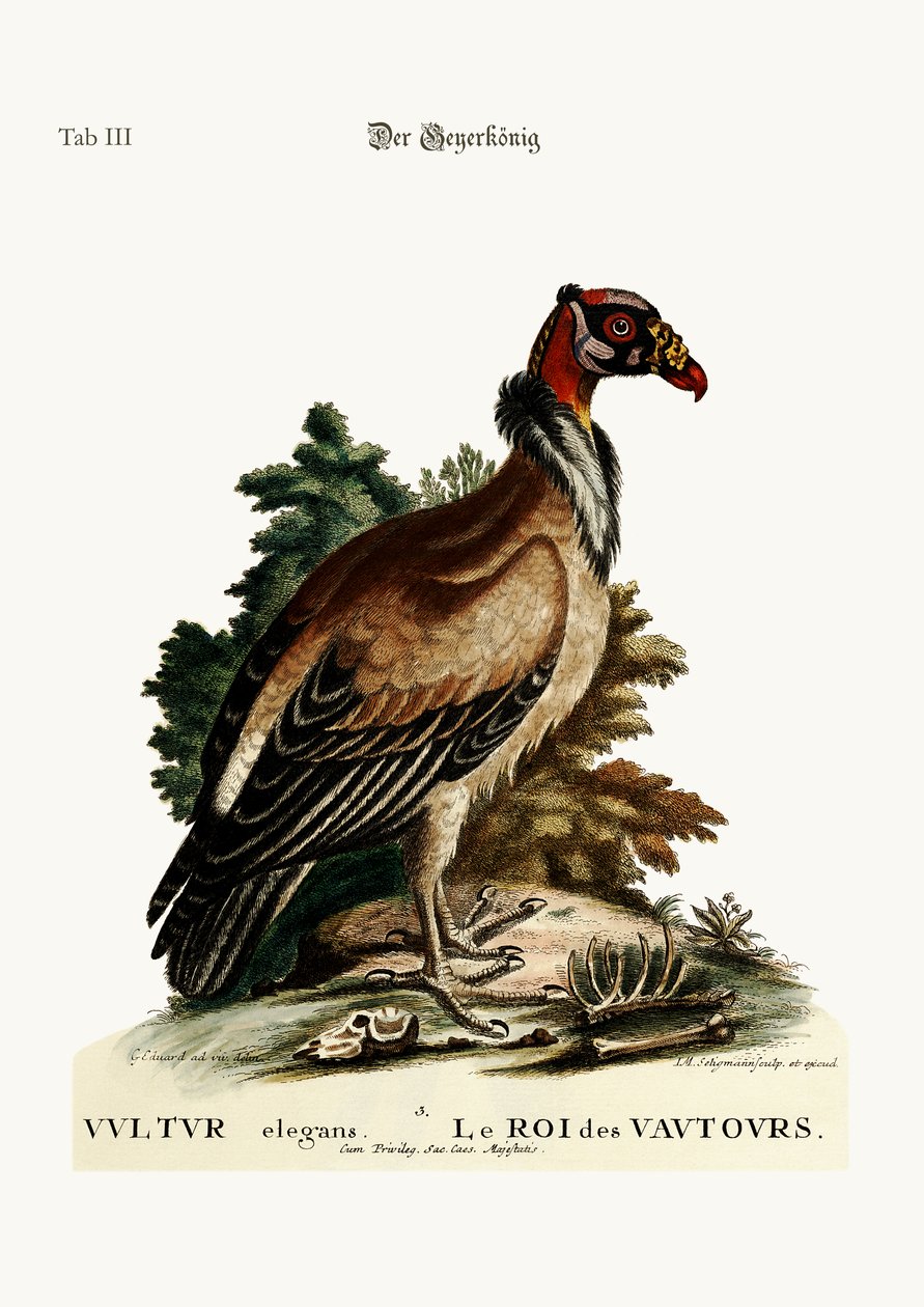 O rei dos abutres, 1749-73 de George Edwards