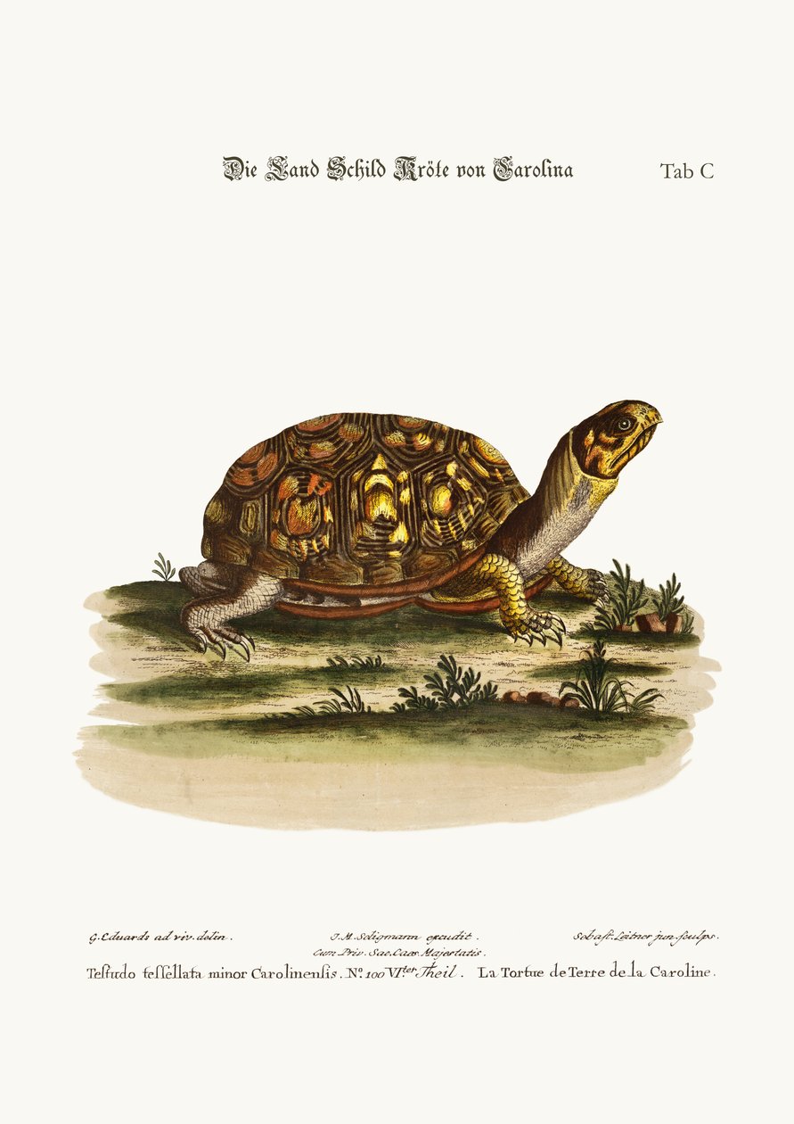 A tartaruga da terra de Carolina, 1749-73 de George Edwards