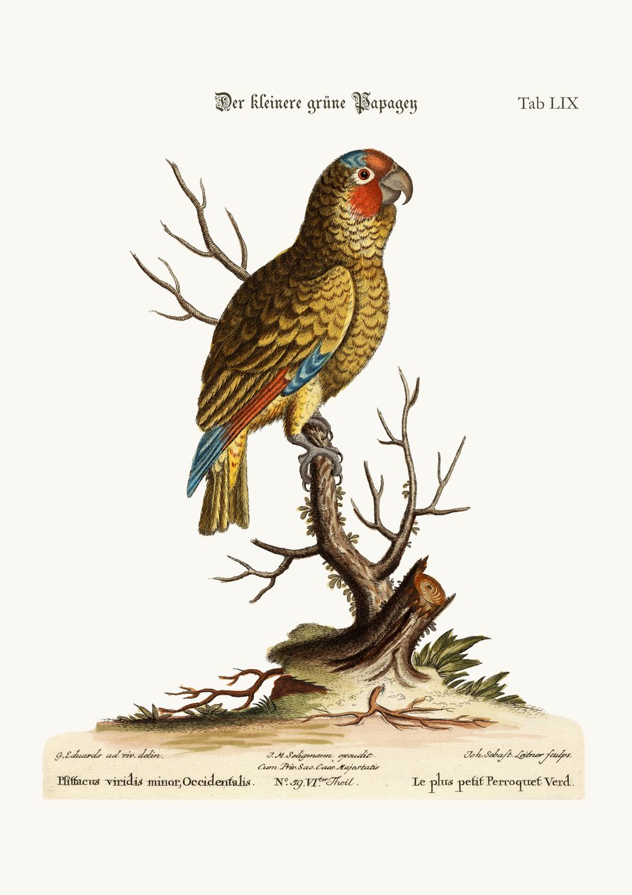 O papagaio verde menor, 1749-73 de George Edwards