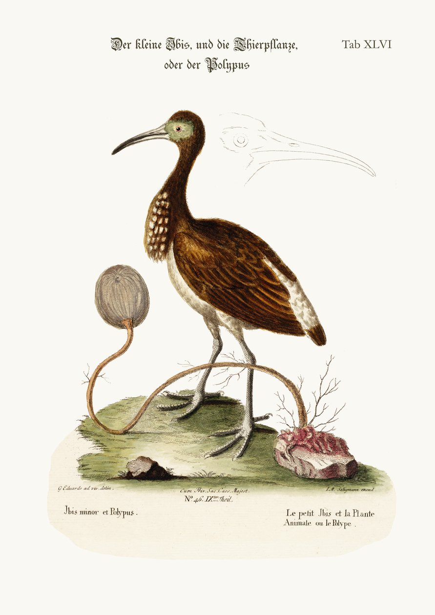 O Íbis Menor, e a Planta Animal ou Polype, 1749-73 cor de gravura de George Edwards