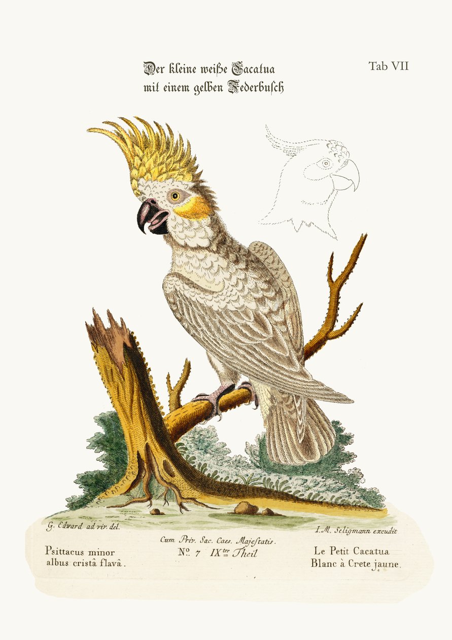 A cacatua branca menor com uma crista amarela, 1749-73 de George Edwards