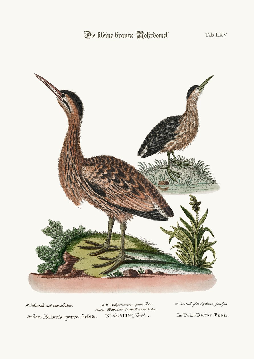 A Pequena Garganta Marrom, 1749-73 de George Edwards