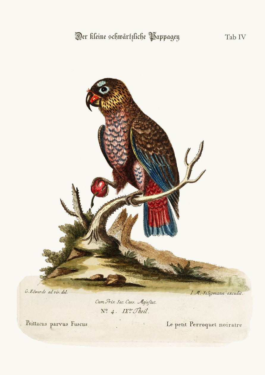 O Pequeno Papagaio Dusky, 1749-73 de George Edwards