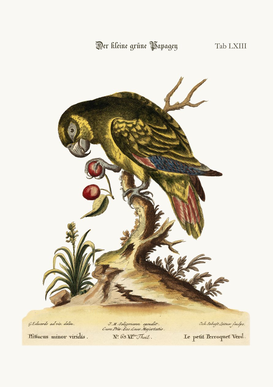 O papagaio verde pequeno, 1749-73 de George Edwards