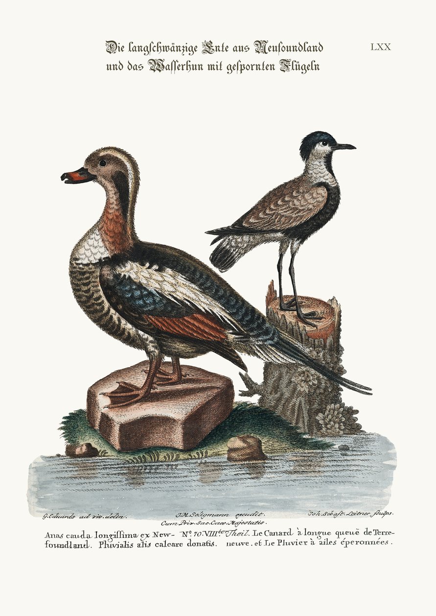 O pato-de-cauda-comprida da Terra Nova e a tarambola-de-asa-espora, 1749-73 de George Edwards