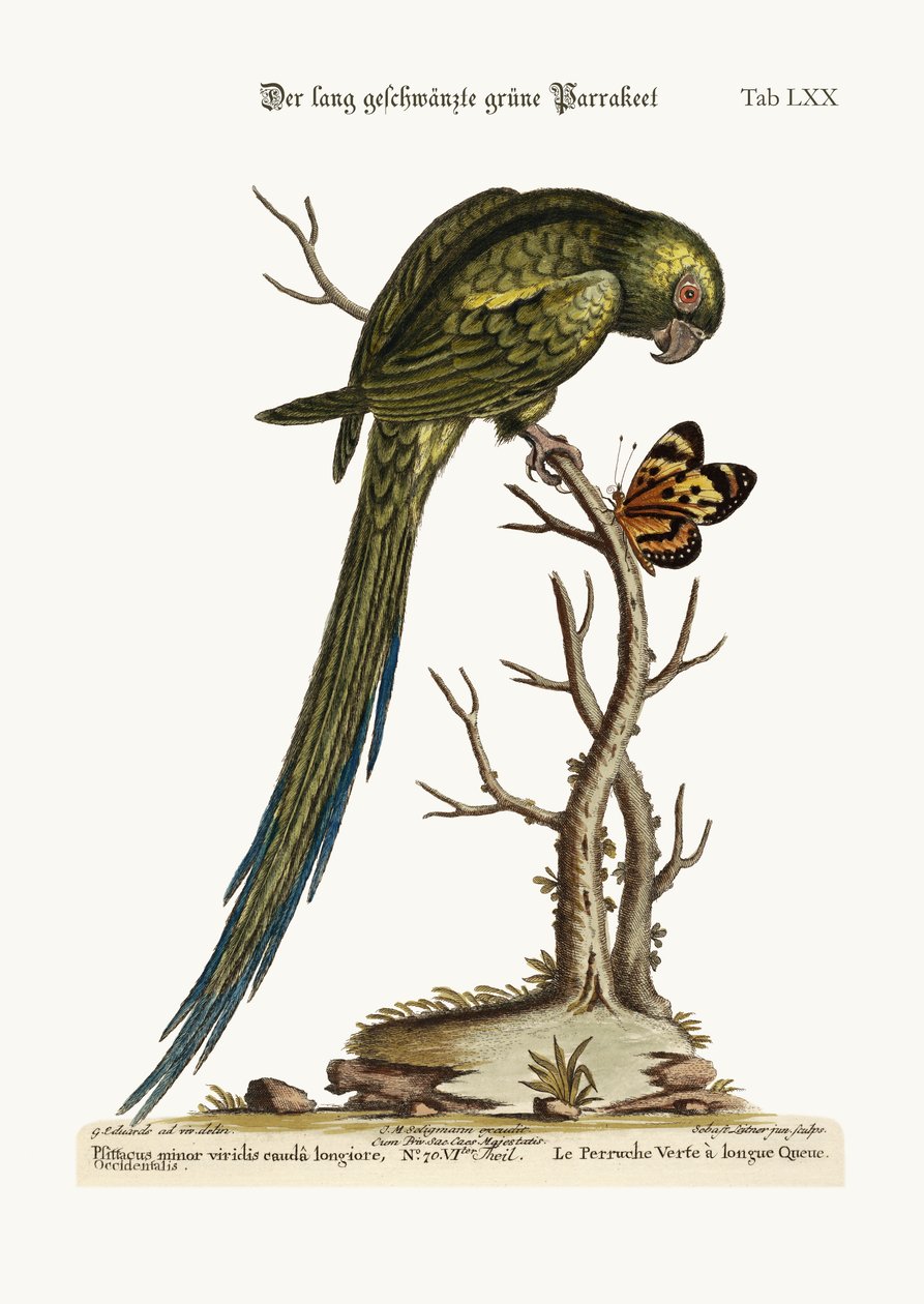 O Parrakeet Verde Long-tailed, 1749-73 de George Edwards
