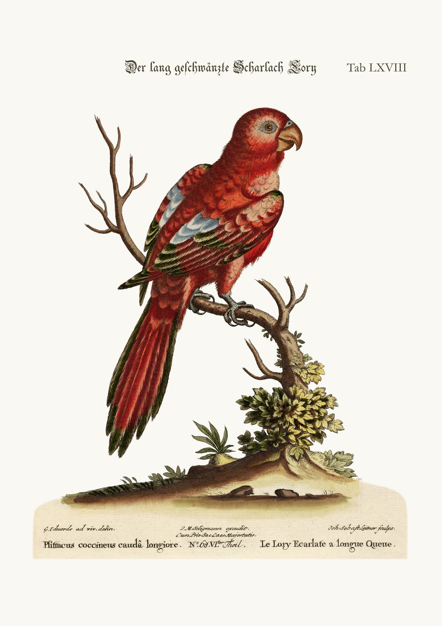 O Lory Escarlate Long-tailed, 1749-73 de George Edwards