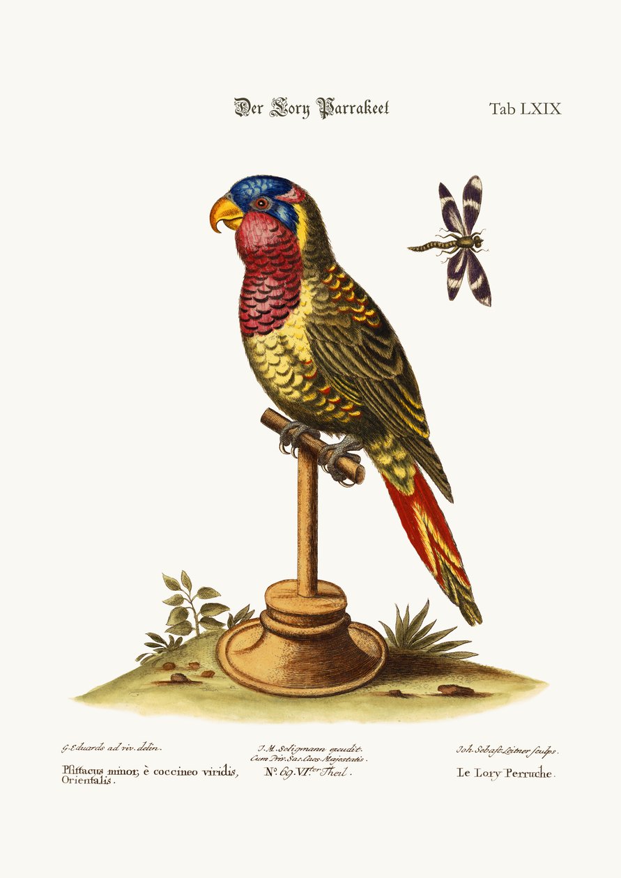 O Lory-Parrakeet, 1749-73 de George Edwards