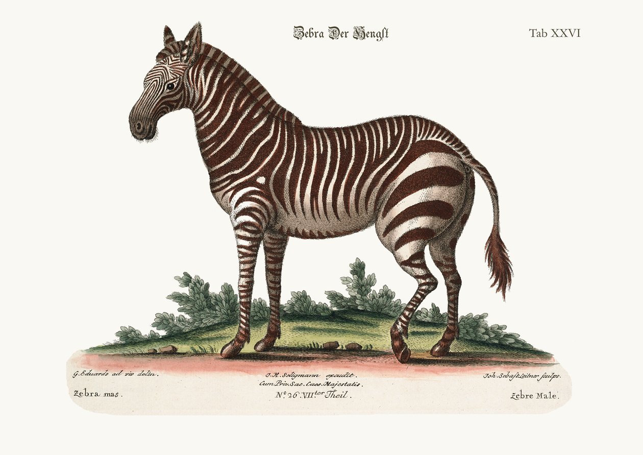 A zebra masculina, 1749-73 de George Edwards
