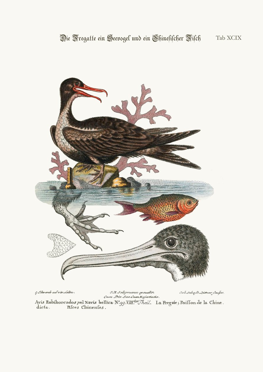 O homem do pássaro da guerra, o peixe chinês, 1749-73 de George Edwards