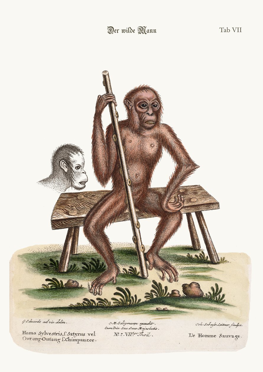 O homem das madeiras, 1749-73 de George Edwards