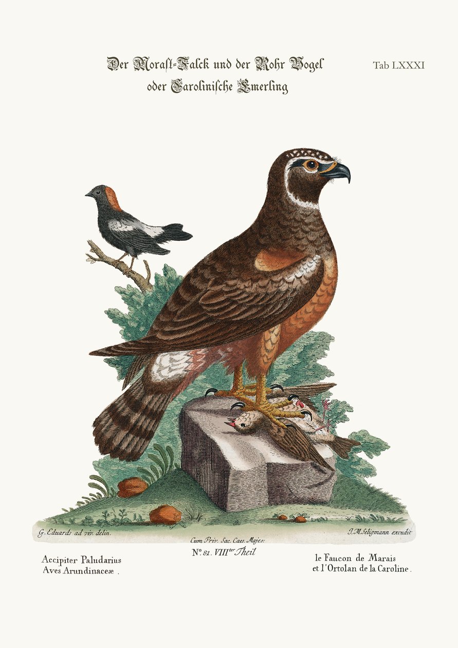 O Marsh-Hawk e os Reed Birds, 1749-73 de George Edwards