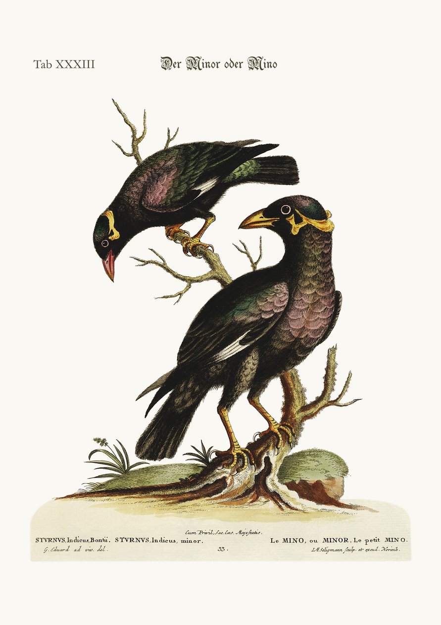 O menor ou Mino, maior e menor, 1749-73 de George Edwards