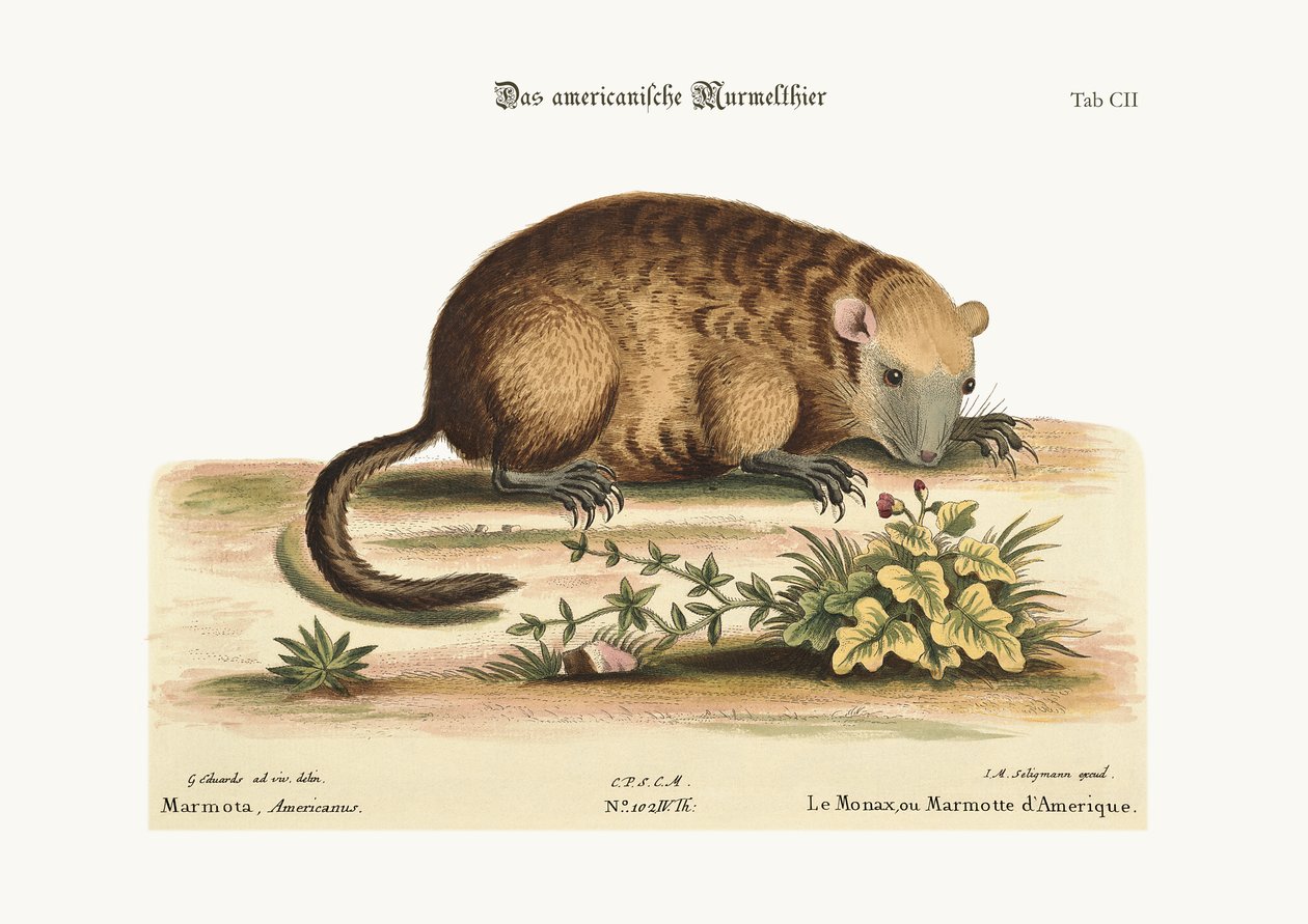 O Monax ou Marmotte of America, 1749-73 de George Edwards