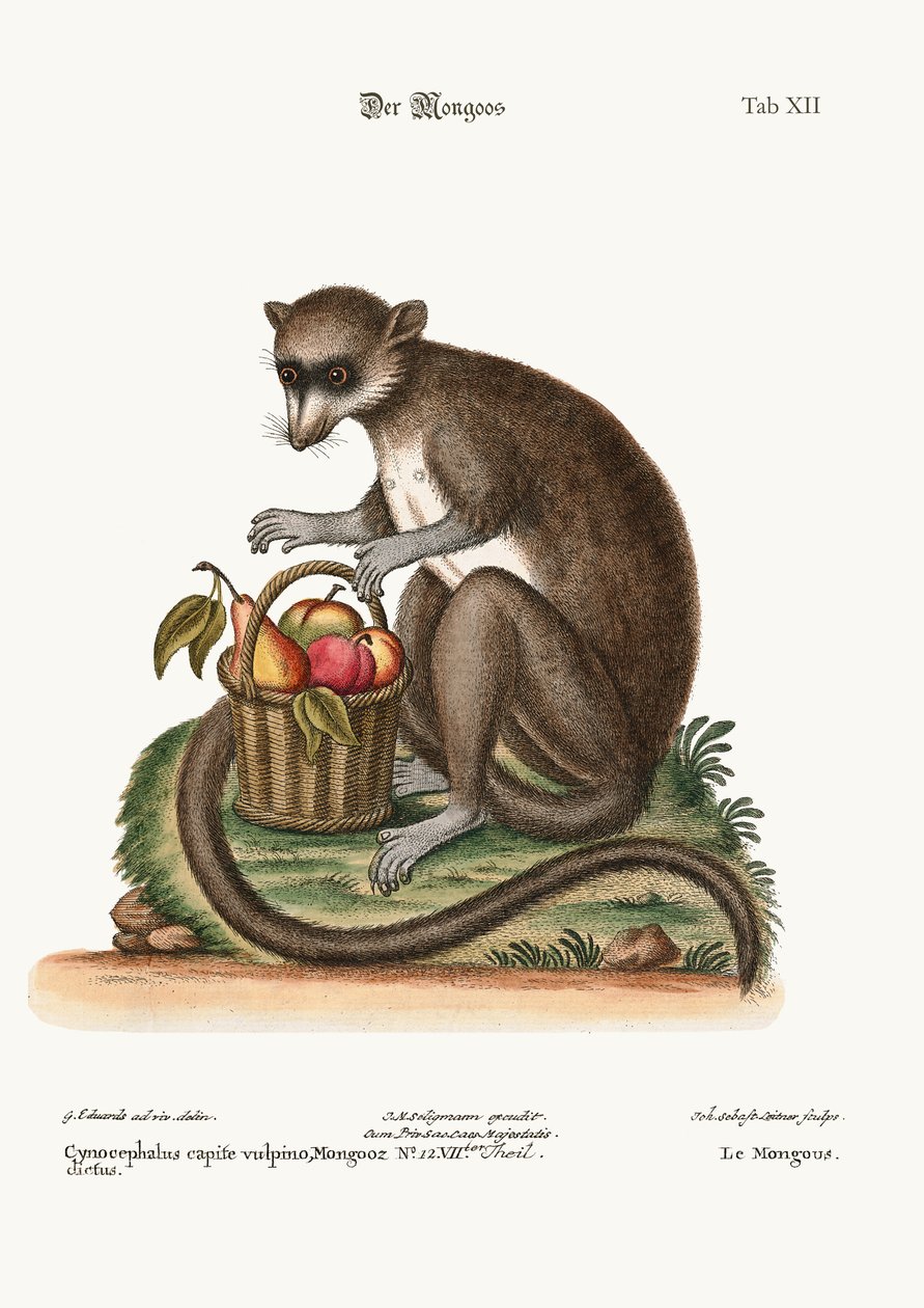 O Mongooz, 1749-73 de George Edwards