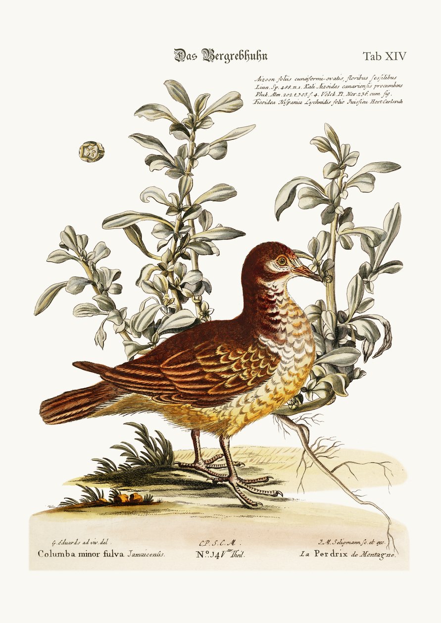 A perdiz da montanha, 1749-73 de George Edwards