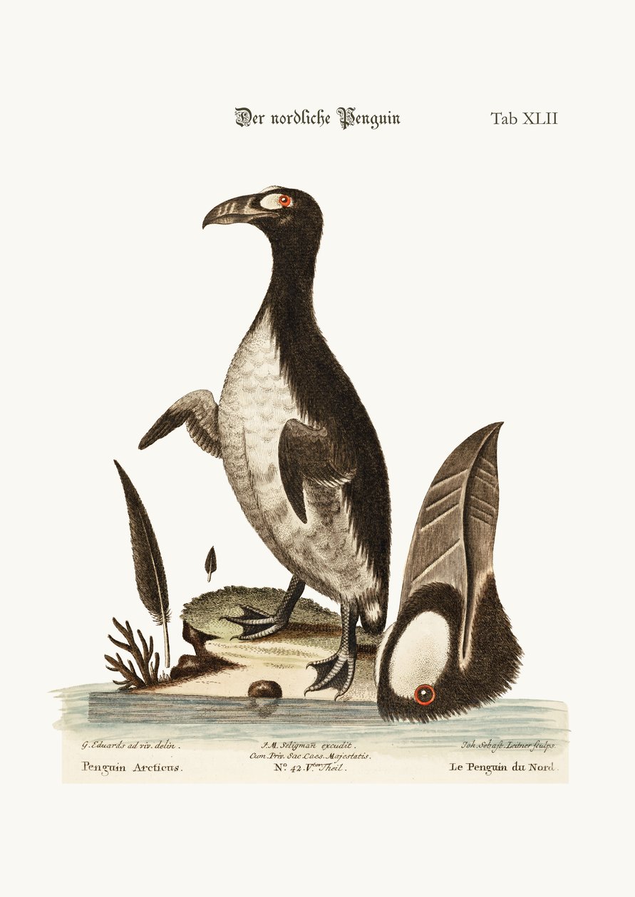 O pinguim do norte, 1749-73 de George Edwards
