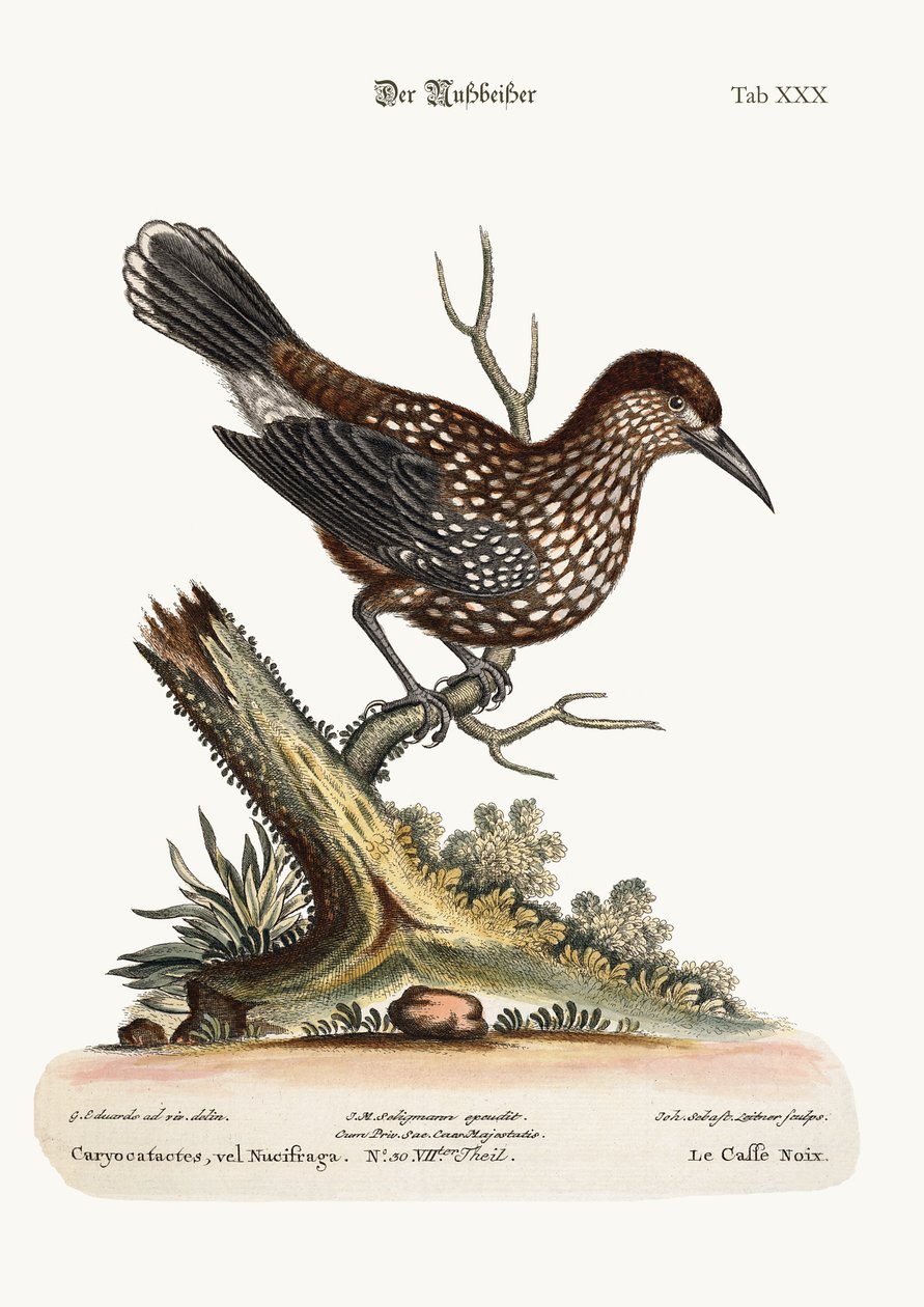 O Nut-Cracker, 1749-73 de George Edwards