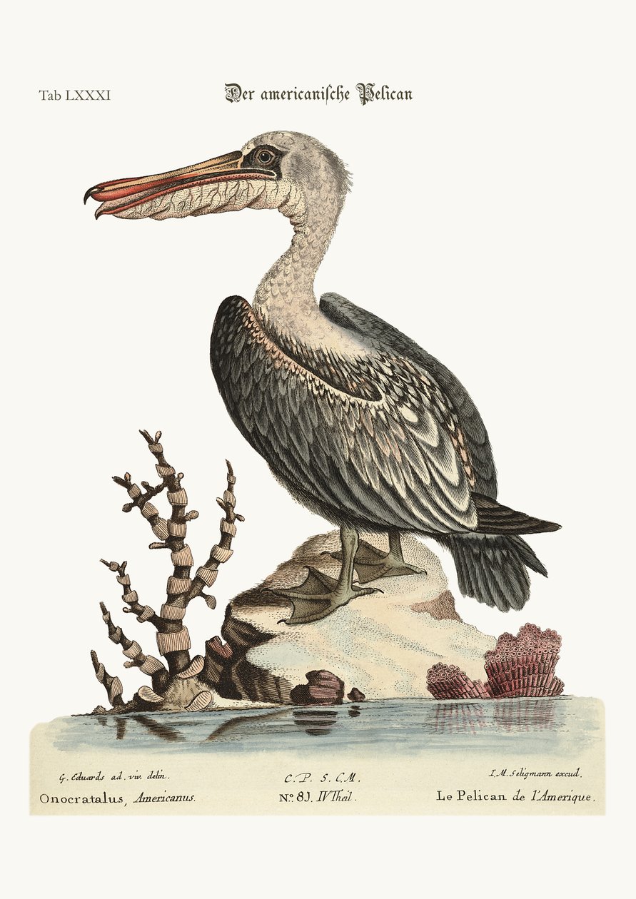 O Pelicano da América, 1749-73 de George Edwards
