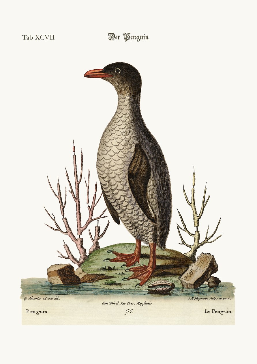 O pinguim, 1749-73 de George Edwards