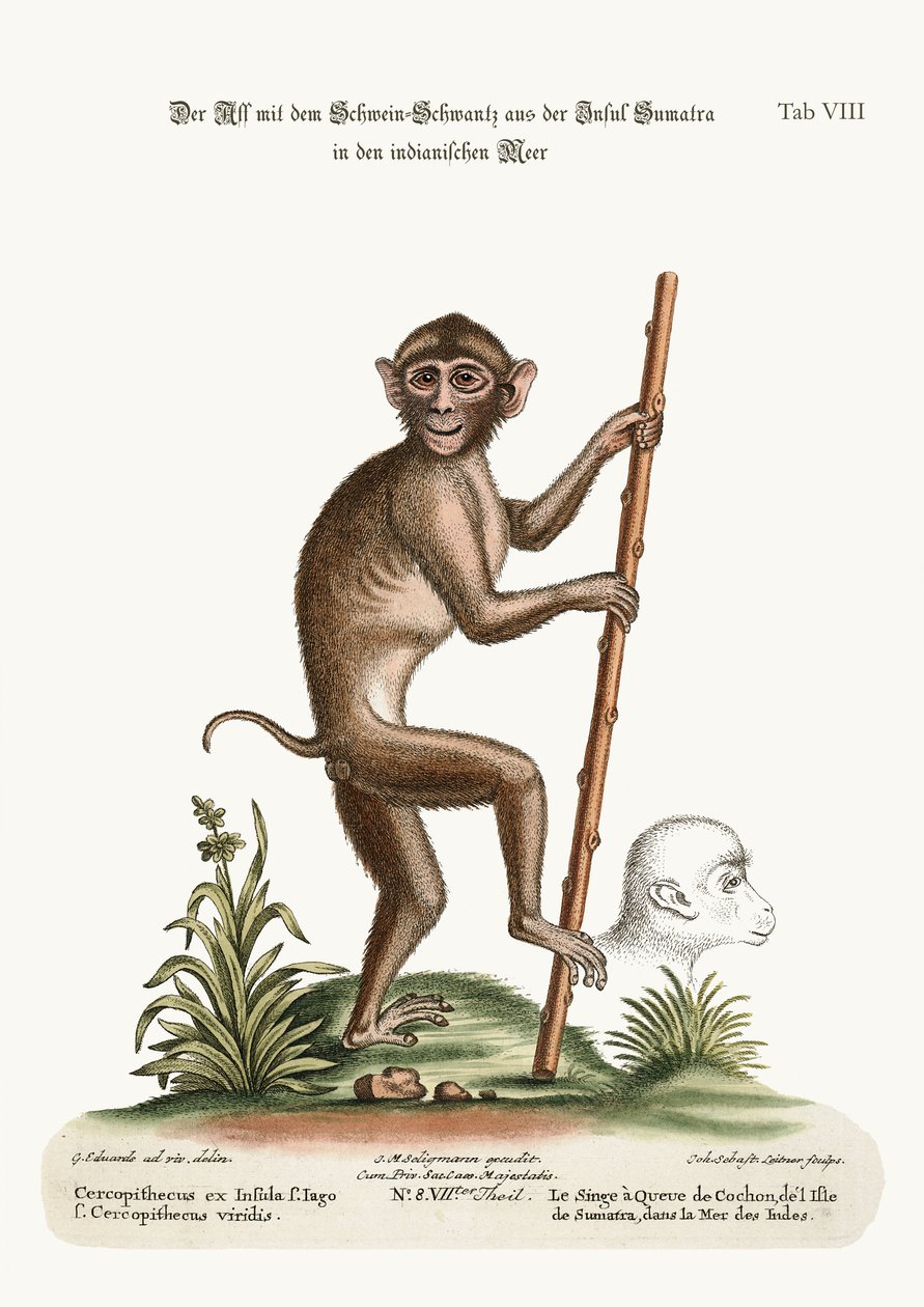 O macaco de cauda de porco, da ilha de Sumatra, no mar da Índia, 1749-73 de George Edwards