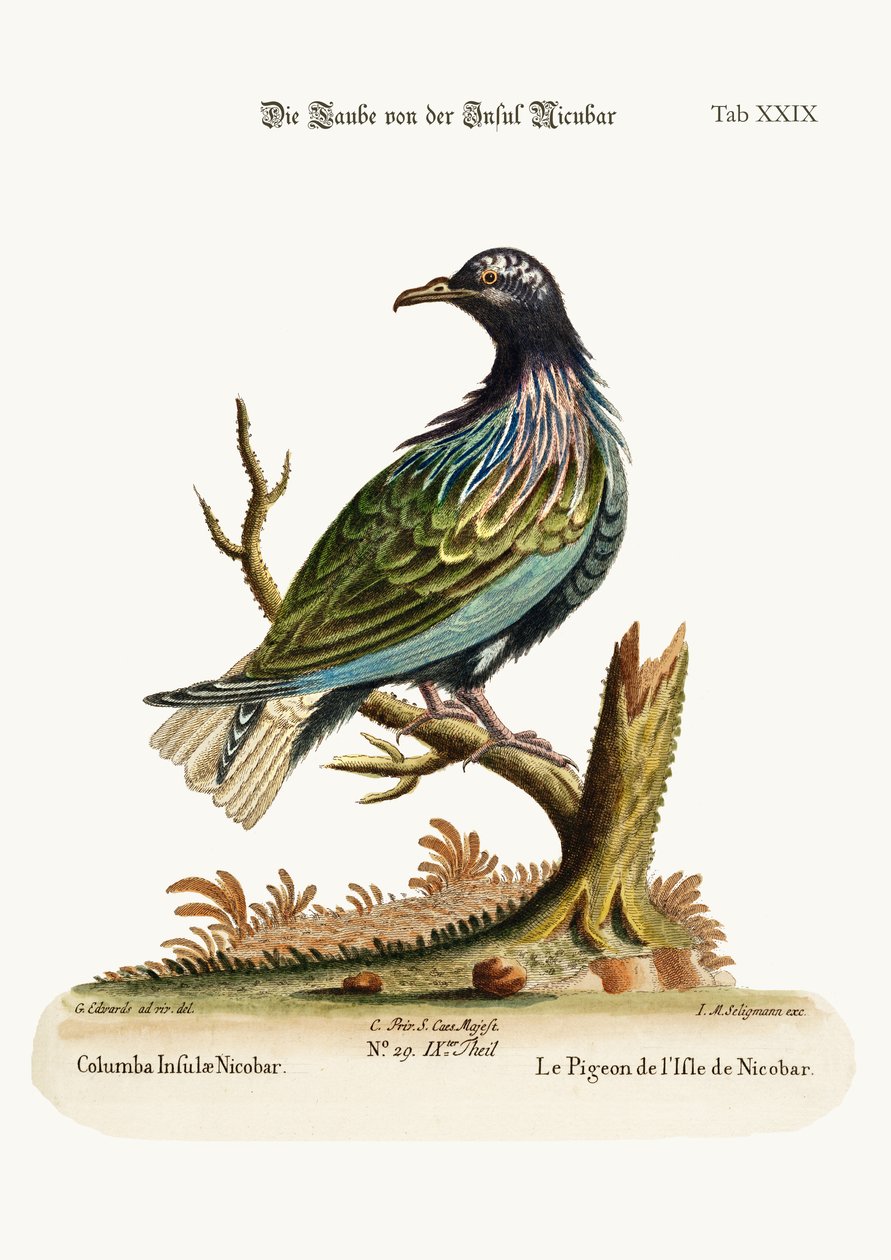 O pombo da ilha de Nicobar, 1749-73 de George Edwards