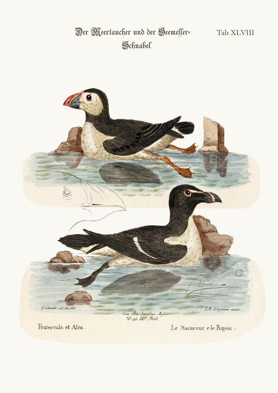 O Puffin e o Razor-bill, 1749-73 de George Edwards