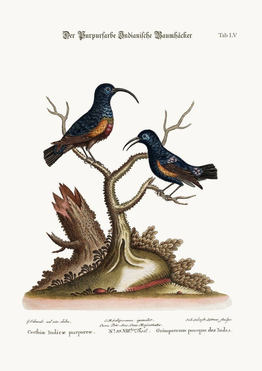 As trepadeiras indianas roxas, 1749-73 de George Edwards