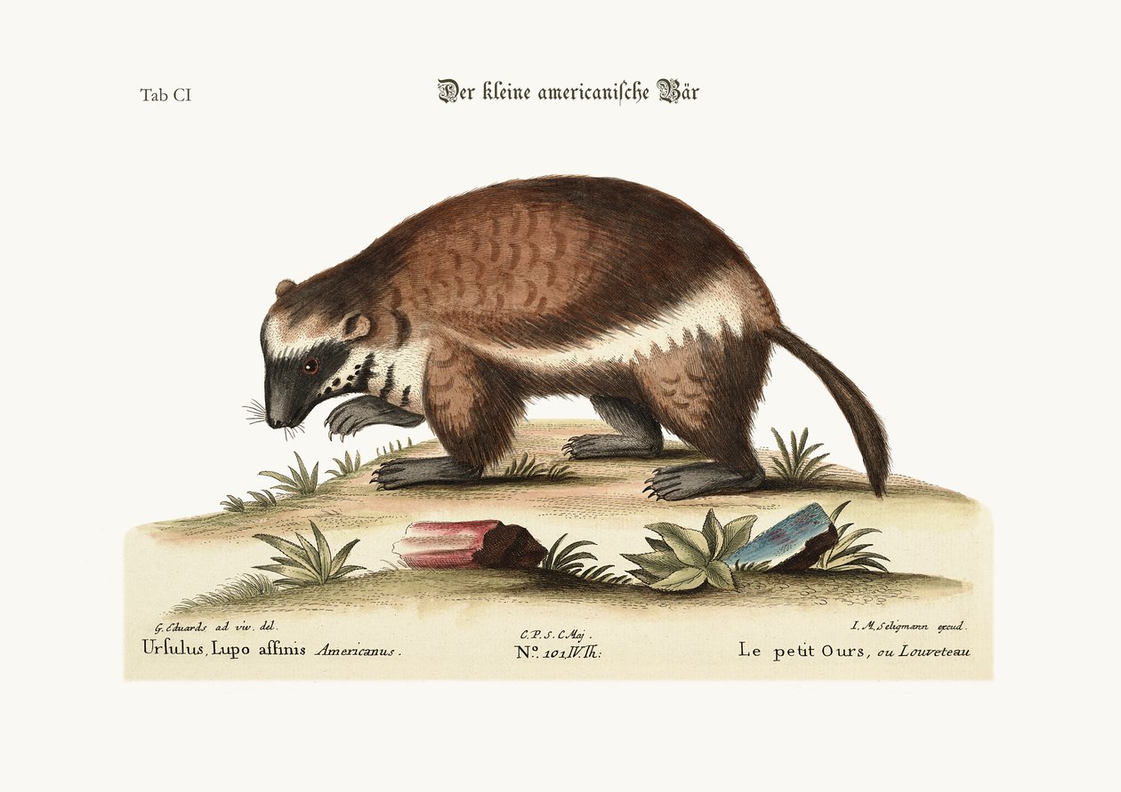 O Quick-Hatch ou Wolverene, 1749-73 de George Edwards